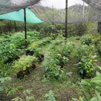 Sensalux NATURE Tischläufer - 0,3m x 25m Sonnengelb