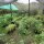 Sensalux NATURE Tischdecke - 1,18m x 40m Wolkenweiß